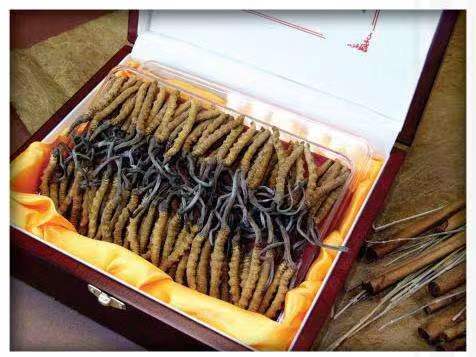 西吉冬虫夏草回收